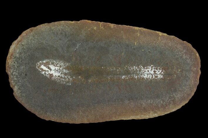 Fossil Tummy Tooth Worm (Didontogaster) Pos/Neg - Illinois #120725